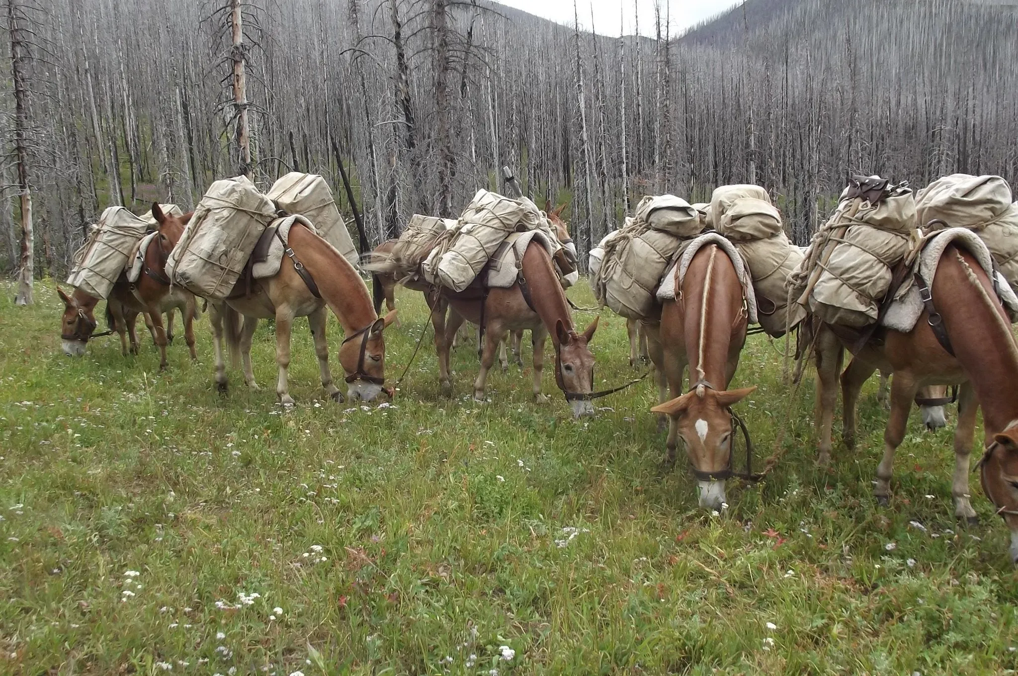 7 Lazy P - 6 Day UNGUIDED Elk/Deer Drop Camp Hunt