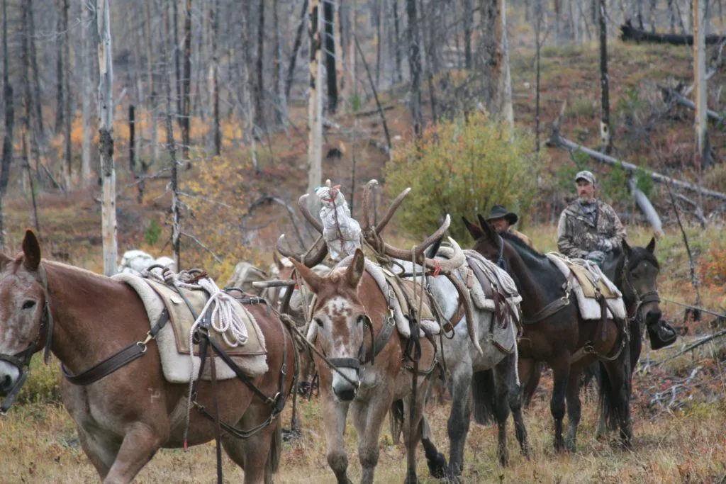 7 Lazy P - 6 Day UNGUIDED Elk/Deer Drop Camp Hunt