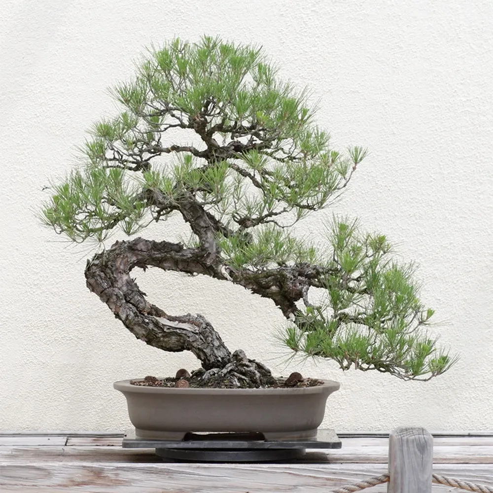 Bonsai Kit | Japanese Black Pine