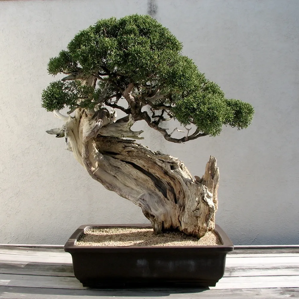 Bonsai Kit | Rocky Mountain Juniper