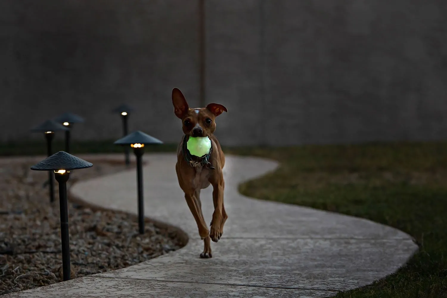Jolly Pets Jolly Jumper