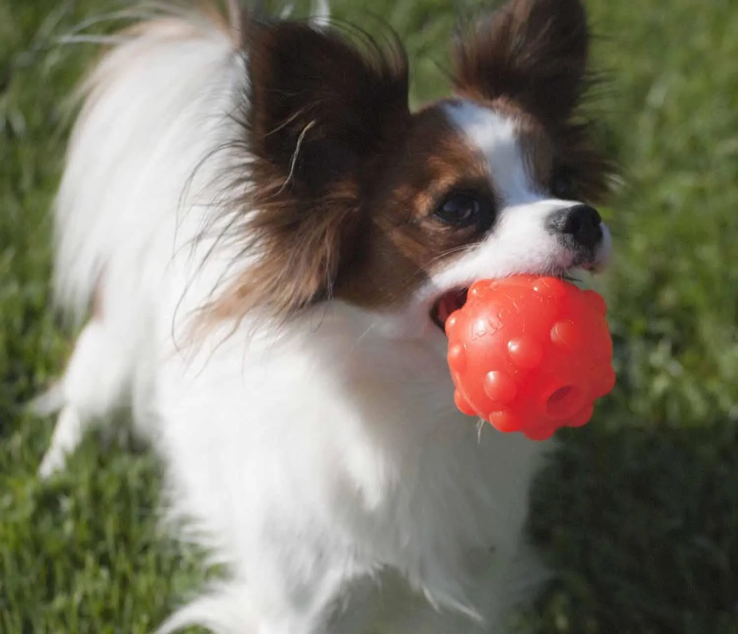 Jolly Pets Jolly Jumper
