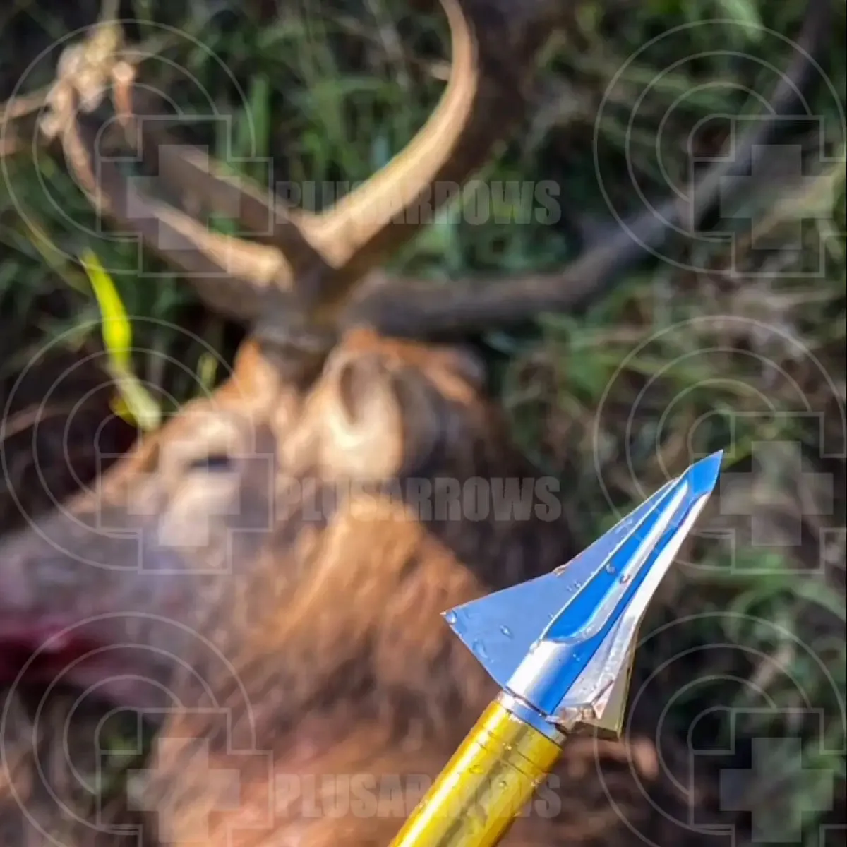 Kayuga Tri Zot Broadheads (3 Pack)