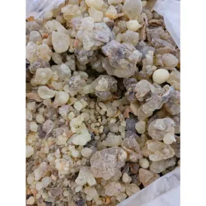 luban aldakhar the male tree frankincense extreemly rare