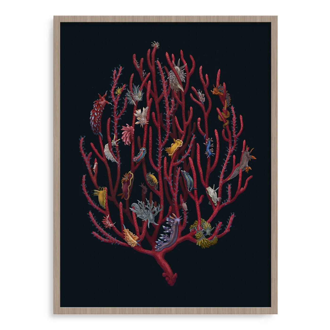 Nudibranchia
