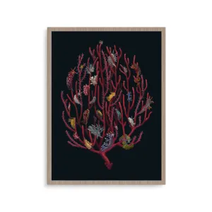 Nudibranchia